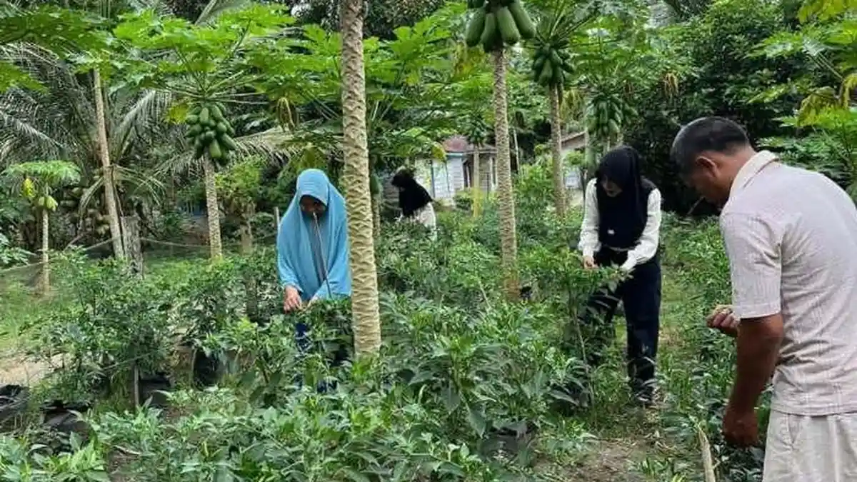 Harga Cabai di Labura Anjlok ke Rp18 Ribu per Kilogram, Pasokan Melimpah Akibat Panen Raya Serentak
