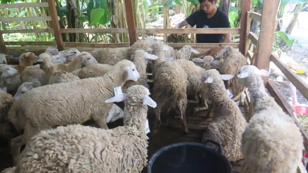 KAMBING-KURBAN-Pekerja-memberi-pangan