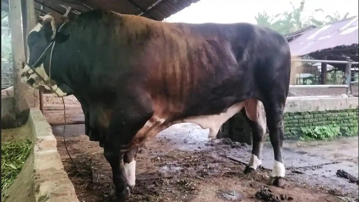 Penampakan-sapi-Limosin-usia-4-tahun-berasal-dari-peternak-lokal