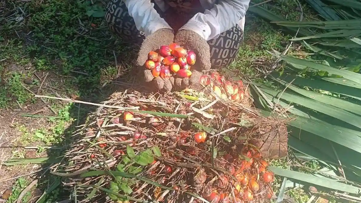 Seorangburuhperkebuna...akukanaktivitasharian2