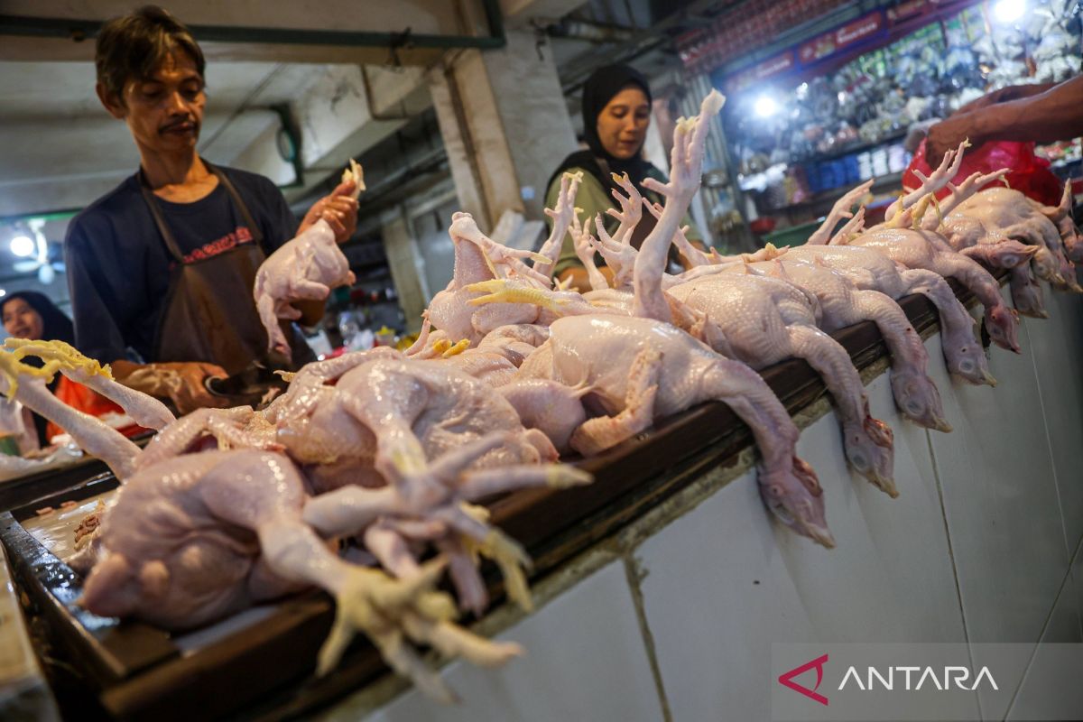 waspada-kenaikan-harga-ayam-di-188-daerah-2848681